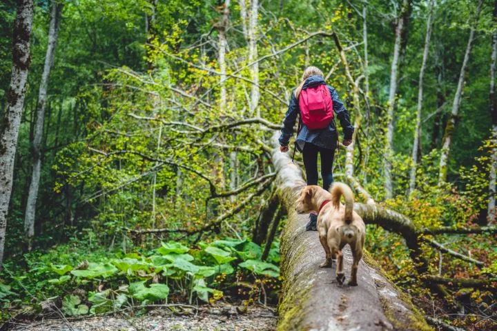 Traveling Europe By Car With Your Dog