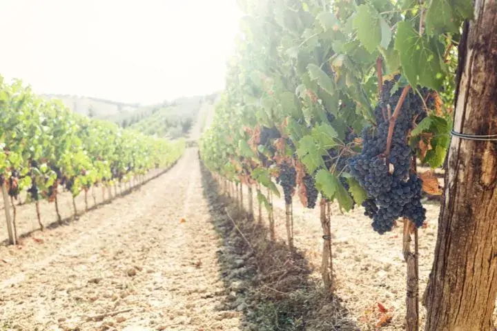 Drive Milan To Florence, Chianti Vineyard