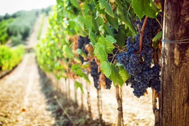 Tuscany Road Trip Itinerary, Tuscan Vineyard