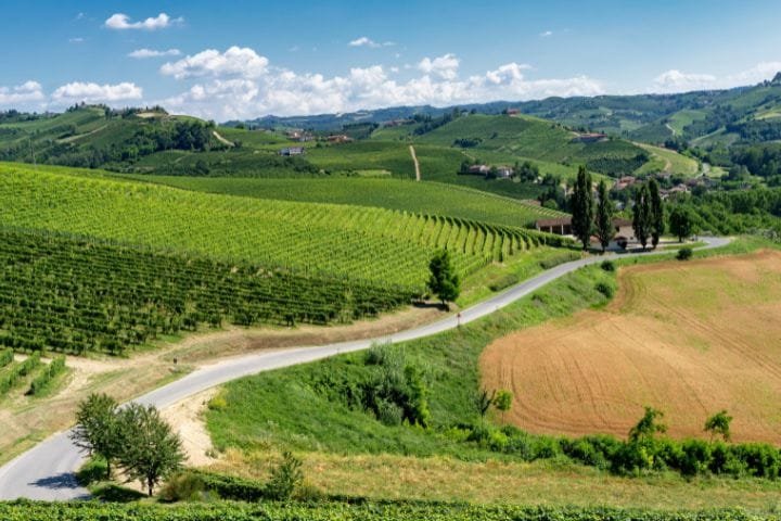 Best Scenic Drives in Northern Italy, Barbaresco Vineyard Routes