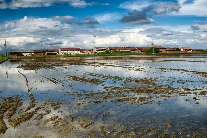 Hidden Scenic Routes in Piedmont, Vercelli Rice Fields