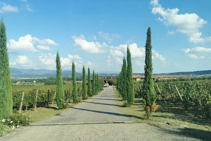 Milan Itinerary With Day Trips, Vineyards in Franciacorta