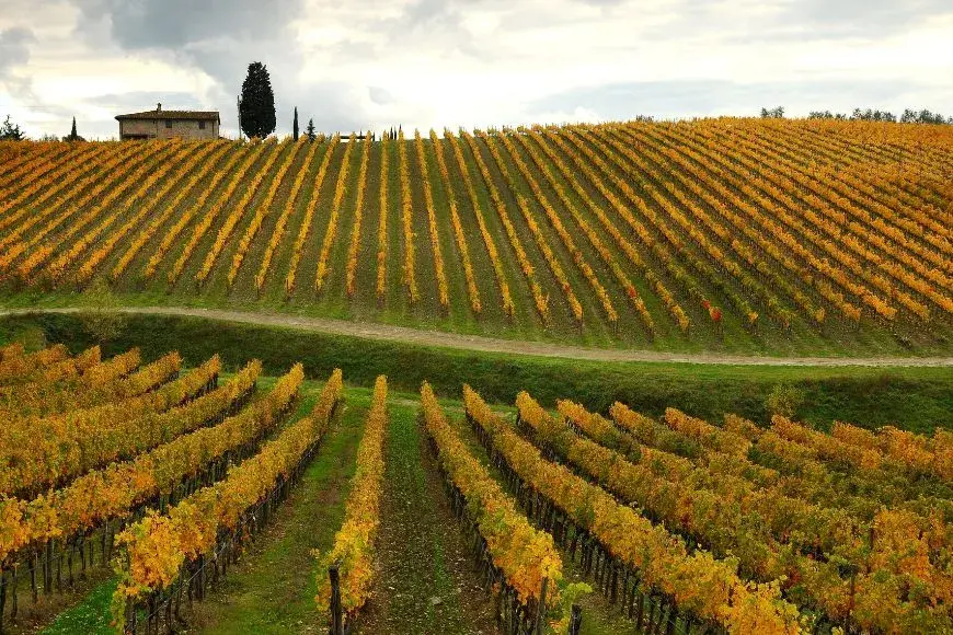 Florence Travel Guide, Vineyard in Chianti Region Near Florence