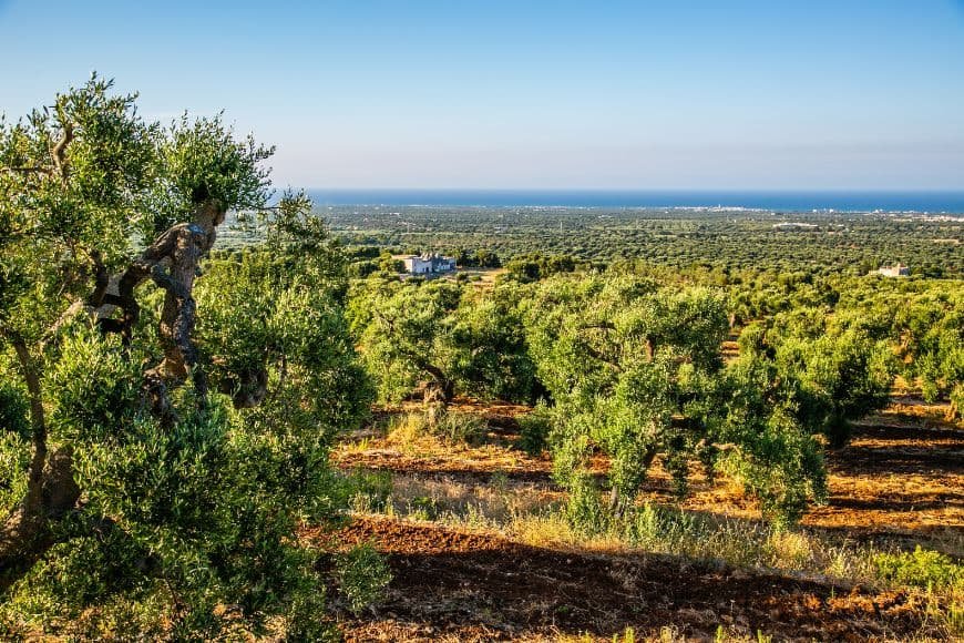 Puglia Travel Guide, Olive groves in Puglia countryside