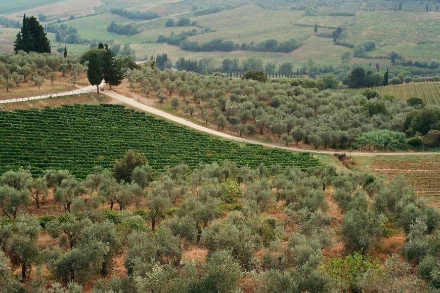Tuscany Travel Guide, Tuscany countryside road surrounded by vineyards and olive groves