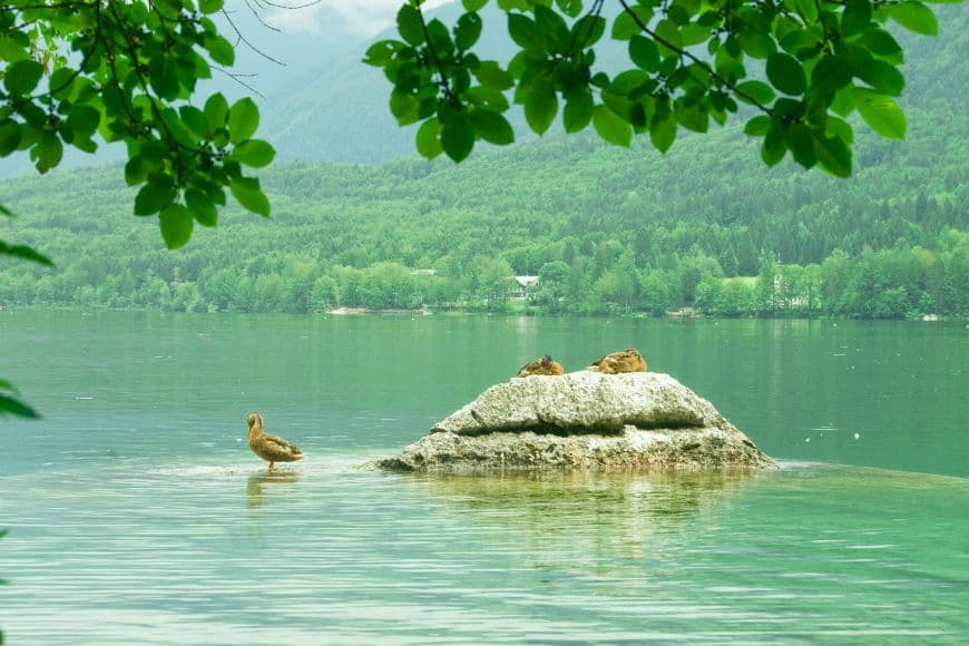 slovenia travel guide,best places to visit in Slovenia,Slovenia itinerary,Slovenia road trip,Slovenia travel tips,how many days in Slovenia,best time to visit Slovenia,how to get to Slovenia,getting around Slovenia,driving in Slovenia,Slovenia public transport,where to stay in Slovenia,things to do in Slovenia,Slovenia travel cost,traditional Slovenian food,Slovenia or Croatia,Slovenia or Italy,Lake Bled,Ljubljana,Triglav National Park,Soča Valley