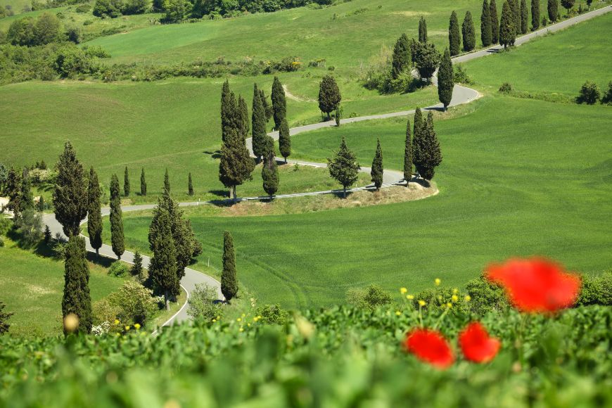 Do You Need A Car in Tuscany, Cypress-lined road winding through the Val d'Orcia countryside